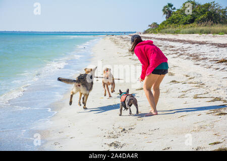 Frau am Strand spielen mit drei Hunden, United States Stockfoto
