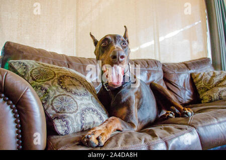 Red Hexenmeister Dobermann Hund liegend auf einer Couch Stockfoto