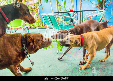 Vier Hunde spielen mit einem Seil Spielzeug, United States Stockfoto