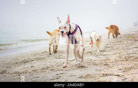 Vier Hunde spielen am Strand, United States Stockfoto