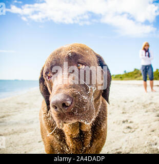 Frau zu Fuß am Strand mit einem chocolate Labrador Hund in Sand bedeckt, United States Stockfoto