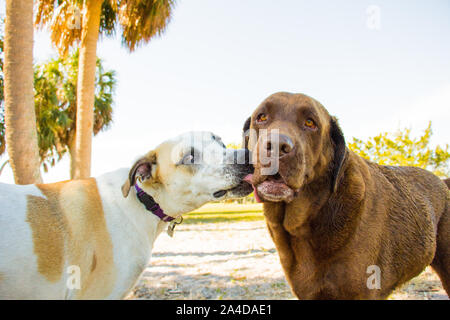 Jagdhund mix Hund lecken ein chocolate Labrador Retriever in einem Park, United States Stockfoto