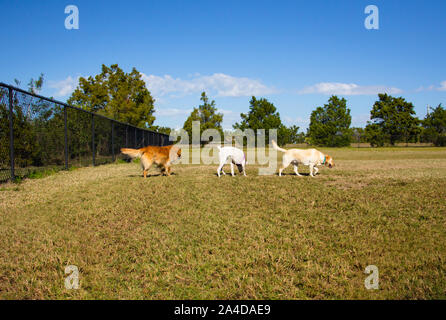 Drei Hunde in einem öffentlichen Park, United States Stockfoto