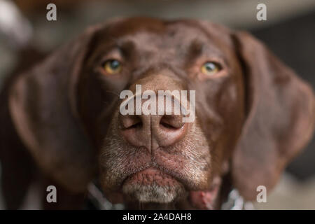 Porträt eines Deutschen kurzhaarigen Zeiger Hund Stockfoto