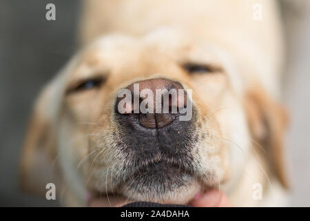 Nahaufnahme einer Hand streicheln ist ein Labrador Retriever Hund Kinn Stockfoto