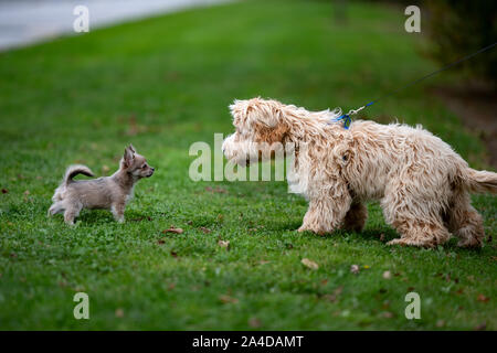 Zwei Hunde miteinander, in einem Park, Irland Stockfoto