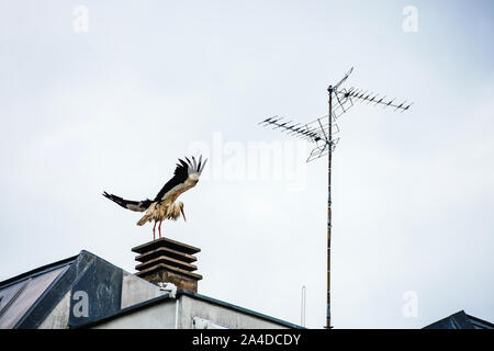 Junge nasse Storch mit erhobenen Flügeln auf dem Dach eines Mehrfamilienhauses in Straßburg, Elsass, Frankreich Stockfoto