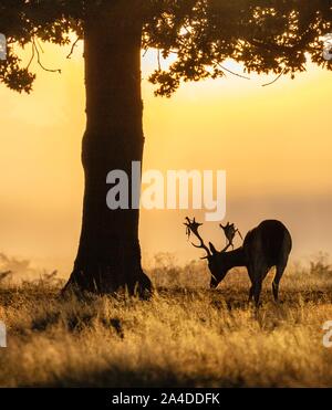 Porträt von einem Hirsch Weiden bei Sonnenuntergang, Bushy Park, Richmond upon Thames, Großbritannien Stockfoto