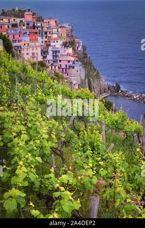 Weinberg auf einem steilen Felsen in Manarola, La Spezia, Ligurien, Italien Stockfoto