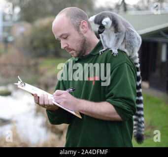 Foto muss Gutgeschrieben © Karwai Tang/Alpha Presse 076795 08/01/13 Stephen Perry und ein Ring tailed Lemur während der jährlichen Whipsnade Zoo Inventur in Bedfordshire Stockfoto
