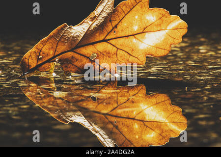 Eines oak leaf in einer Pfütze in der Nähe, Vereinigtes Königreich Stockfoto