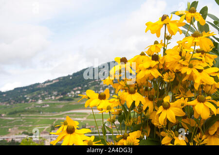 Leuchtend gelbe Coneflowers in der Schweiz Stockfoto