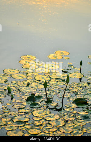 Lotus flower Bud und Lily Pad auf dem Wasser schwimmend Stockfoto