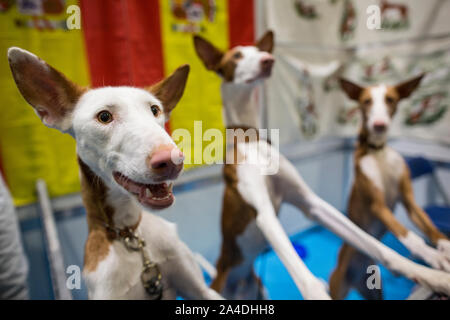 Der Kennel Club Entdeckung Hunde Ausstellung in Excel London, UK Bild zeigt Ibizan Hounds Züchter stände Ausstellungsfläche. Stockfoto