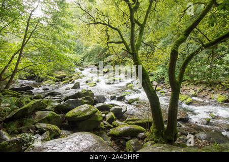 Der Osten Lyn Fluss durch die Wälder unterhalb Watersmeet, Lynton, Devon, Großbritannien fließt. September, Exmoor, Stockfoto