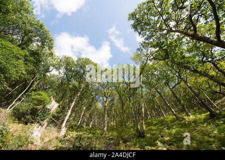 Waldland von Trauben-eiche, Quercus pontica, Osten Flusses Lyn Waldspaziergang, Lynton, Devon, UK, September Stockfoto