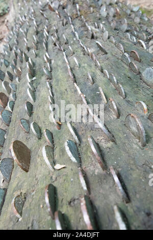 Münzen in das Korn eines gefallenen Baumstamm, Lynton, Devon, Großbritannien Stockfoto
