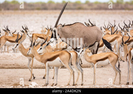 Single Oryx zwischen einer Herde von springbok Antilopen, Etosha, Namibia, Afrika Stockfoto
