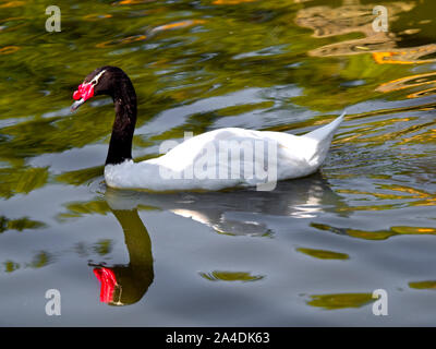 Black-necked Schwan (Cygnus melancoryphus) auch als "black-necked Swan bekannt, hat einen schwarzen Kopf und Hals, weißen Körper. OLYMPUS DIGITALKAMERA Stockfoto