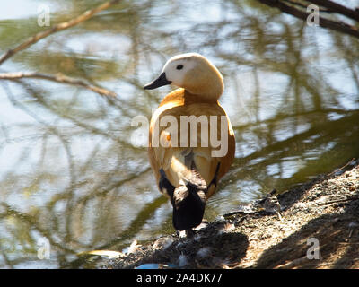 Jar canelo (Tadorna ferruginea) anatida mit einer mittleren Lager zwischen Ente und Gans Stockfoto