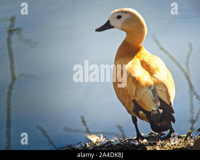 Jar canelo (Tadorna ferruginea) anatida mit einer mittleren Lager zwischen Ente und Gans Stockfoto