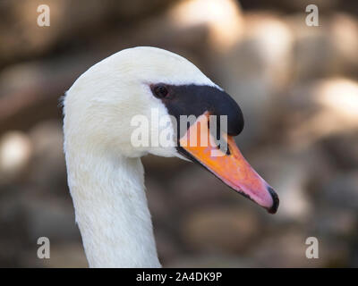 Riesige swan Bird von enormer Größe mit weißem Gefieder und langen Hals. Es ist ursprünglich in Nordeuropa verbreitet, viel von Russland und Differen Stockfoto