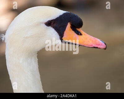 Riesige swan Bird von enormer Größe mit weißem Gefieder und langen Hals. Es ist ursprünglich in Nordeuropa verbreitet, viel von Russland und Differen Stockfoto