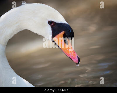 Riesige swan Bird von enormer Größe mit weißem Gefieder und langen Hals. Es ist ursprünglich in Nordeuropa verbreitet, viel von Russland und Differen Stockfoto