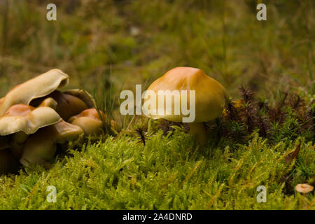 Schwefel Büschel lateinischer Name Hypholoma fasciculare Fruchtkörper auch bekannt als Cluster saprophagic Woodlover eine giftige Pilze Stockfoto