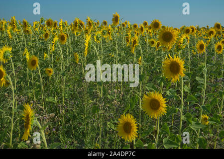 Sonnenblumen auf einem Feld in der Nähe der Stadt Arles im Süden Frankreichs Stockfoto