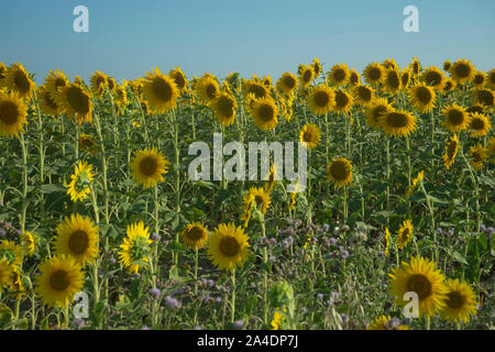 Sonnenblumen auf einem Feld in der Nähe der Stadt Arles im Süden Frankreichs Stockfoto