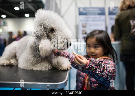 Der Kennel Club Entdeckung Hunde Ausstellung in Excel London, UK. Bild zeigt ein Kind streicheln ein Bedlington Terrier in einem der Entdeckung Stände. Stockfoto