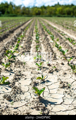 Zuckerrüben Plantage in einer Reihe. Wachsende Zuckerrüben. Stockfoto