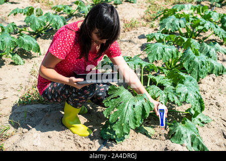 Bauer messen Boden in Zucchini Plantage. Boden messen Gerät und Tablet. Neue Technologien in der Landwirtschaft. Stockfoto