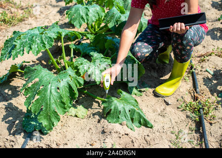 Bauer messen Boden in Zucchini Plantage. Boden messen Gerät und Tablet. Neue Technologien in der Landwirtschaft. Stockfoto