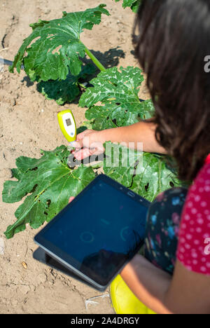 Bauer messen Boden in Zucchini Plantage. Boden messen Gerät und Tablet. Neue Technologien in der Landwirtschaft. Stockfoto