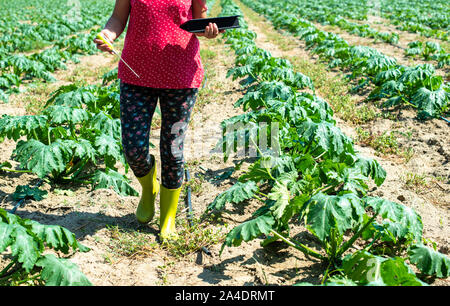 Bauer messen Boden in Zucchini Plantage. Boden messen Gerät und Tablet. Neue Technologien in der Landwirtschaft. Stockfoto