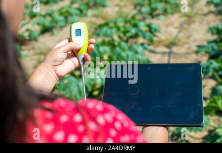 Bauer messen Boden in Zucchini Plantage. Boden messen Gerät und Tablet. Neue Technologien in der Landwirtschaft. Stockfoto