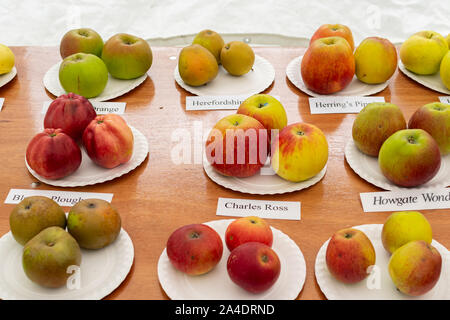 Anzeige der Apfelsorten an Blackmoor Apple Verkostung Tag im Oktober im Hampshire, Großbritannien Stockfoto