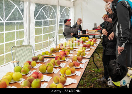 Anzeige der Apfelsorten an Blackmoor Apple Verkostung Tag im Oktober im Hampshire, Großbritannien Stockfoto