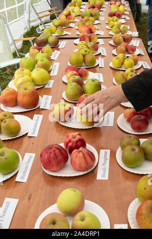 Anzeige der Apfelsorten an Blackmoor Apple Verkostung Tag im Oktober im Hampshire, Großbritannien Stockfoto