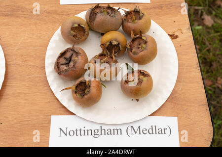 Teller mit Früchten aus ein Nottingham Mispel (Mespilus germanica) Baum Stockfoto