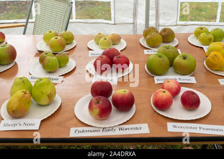 Anzeige der Apfelsorten an Blackmoor Apple Verkostung Tag im Oktober im Hampshire, Großbritannien Stockfoto