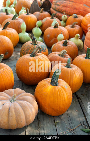 Vielzahl von viele Kürbisse auf dem Markt. Verschiedene Kürbisse auf hölzernen Tisch angeordnet. Kürbis Hintergrund. Halloween grafische Ressourcen. Stockfoto