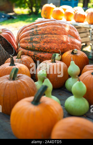 Vielzahl von viele Kürbisse auf dem Markt. Verschiedene Kürbisse auf hölzernen Tisch angeordnet. Kürbis Hintergrund. Halloween grafische Ressourcen. Stockfoto