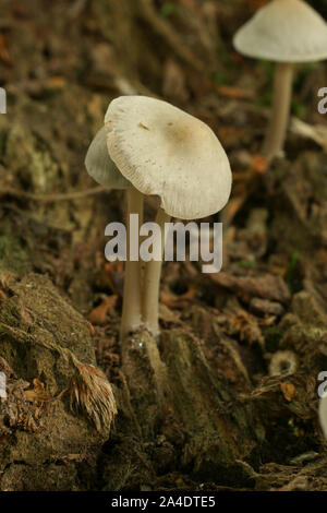 Mycena galericulata ein Pilz Arten allgemein bekannt als die gemeinsame Motorhaube wachsen auf Verfallenen Holz Stockfoto