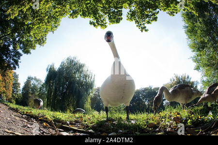 Hannover, Deutschland. 14 Okt, 2019. Es gibt ein Schwan im Georgengarten. Credit: Julian Stratenschulte/dpa/Alamy leben Nachrichten Stockfoto