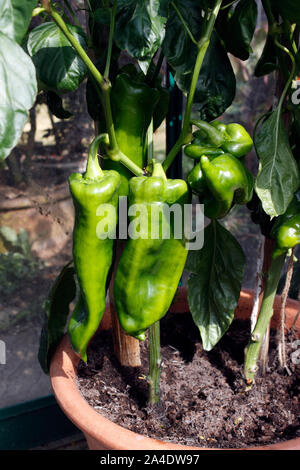 ROMANO PAPRIKA wächst in Töpfen Stockfoto