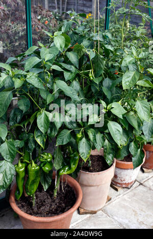 ROMANO PAPRIKA wächst in Töpfen Stockfoto