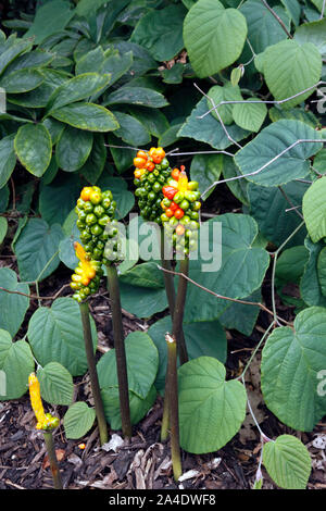 ARUM ITALICUM. MARMORATUM. LORDS UND LADIES Stockfoto